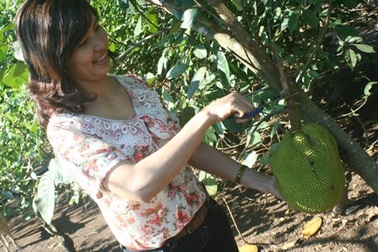 Hái “đặc sản” vườn làm mâm ngũ quả