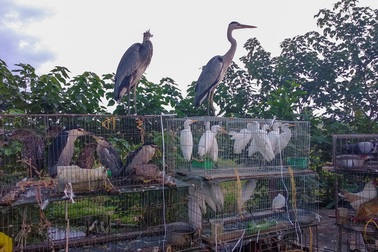 Chim hoang dã bị bày bán, làm thịt công khai bên đường Hà Nội