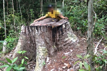 Yêu cầu kỉ luật chủ tịch huyện vì để xảy ra nhiều vụ phá rừng tại Gia Lai