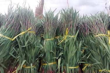 "Thủ phủ" hoa điêu đứng vì Covid-19, chính quyền kêu gọi giải cứu giúp dân