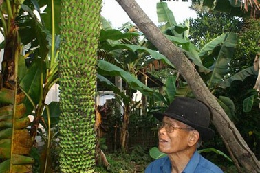 Lại xuất hiện buồng chuối “khủng” gần 200 nải