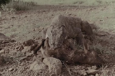 Rồng Komodo suýt "chết nghẹn" vì nuốt mồi quá lớn