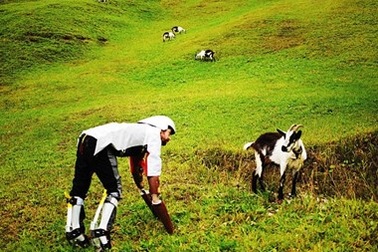 Người đàn ông bỏ cuộc sống ở London để lên núi làm... con dê