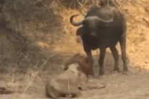 Đụng nhầm trâu dữ, sư tử nhận cái kết đắng