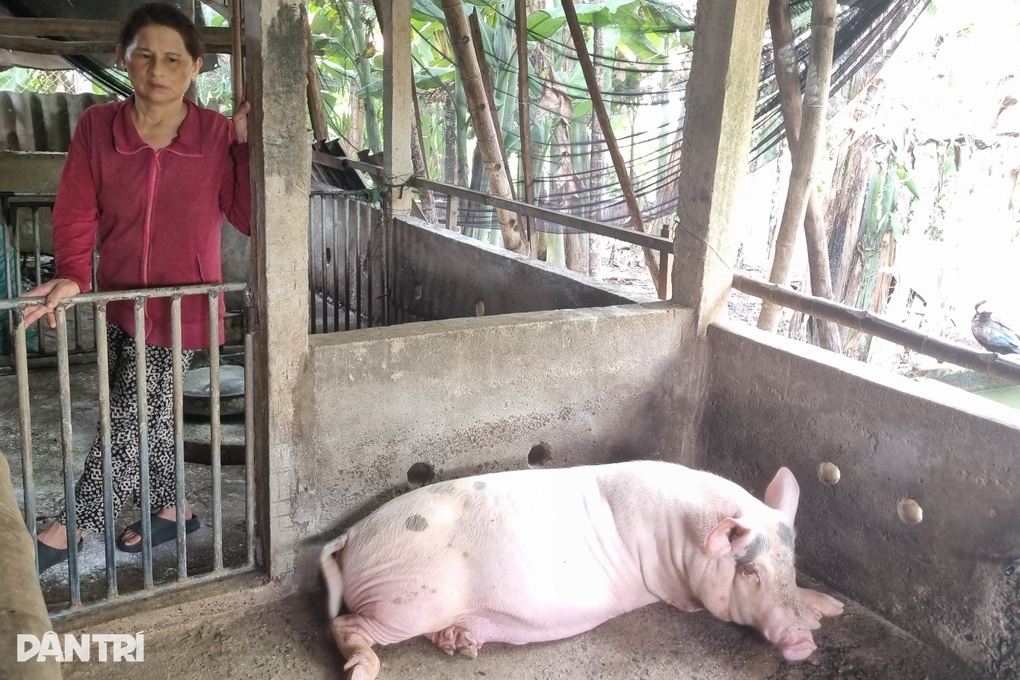 Vụ muốn tiêu hủy lợn dịch phải đóng 600.000 đồng: Trả lại tiền cho dân - 1 Vụ muốn tiêu hủy lợn dịch phải đóng 600.000 đồng: Trả lại tiền cho dân - 1