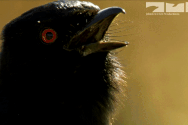 Kẻ lừa bịp đại tài của thế giới động vật: xem chim Drongo “nẫng tay trên” của cả đàn cầy Meerkats