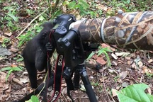 Hài hước khoảnh khắc khỉ sử dụng máy ảnh như nhiếp ảnh gia chuyên nghiệp