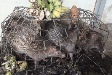 Chưa chốt được hướng xử lý số động vật rừng "chờ chết" trong kho hải quan