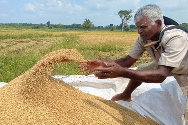 Giá lương thực toàn cầu tăng vọt, tiếp theo có thể là gạo