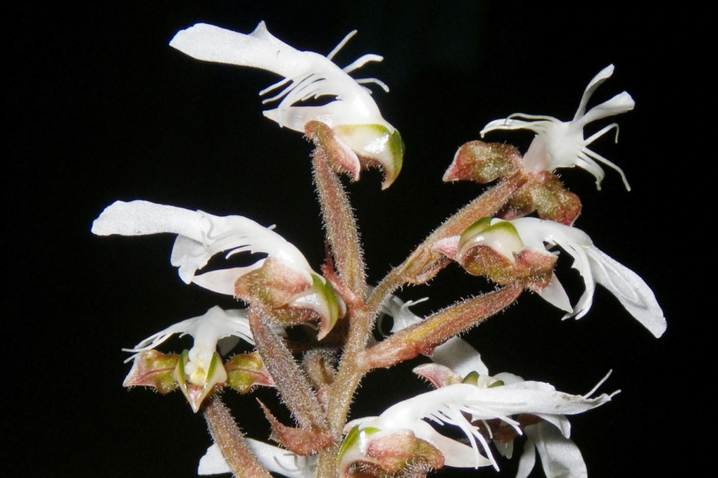 Phát hiện loài lan gấm quý hiếm ở Thanh Hóa - 2 Phát hiện loài lan gấm quý hiếm ở Thanh Hóa - 2