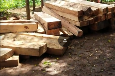 “Đột kích” điểm tập kết gỗ lậu “khủng” nằm ngay mặt đường tại Gia Lai!