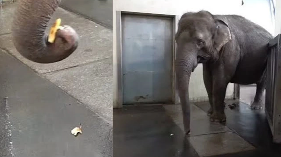 Dấu ấn 2023: Hành vi kỳ lạ của động vật khiến giới khoa học bất ngờ - 4 Dấu ấn 2023: Hành vi kỳ lạ của động vật khiến giới khoa học bất ngờ - 4