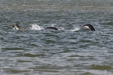 Xôn xao bức ảnh rõ nét chụp quái vật hồ Loch Ness