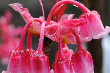 Rực rỡ hoa Đào chuông trên đỉnh Bà Nà