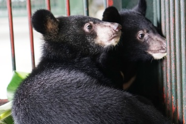 Giải cứu 2 cá thể gấu ngựa con bị buôn bán trái phép