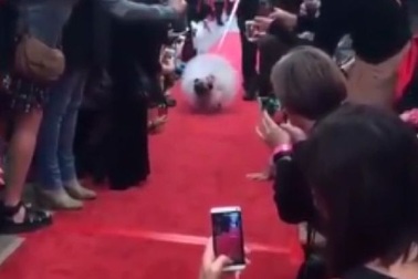 Váy cưới nghìn đô thiết kế riêng cho cún