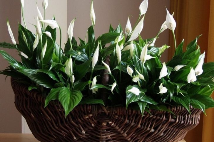 Gợi ý 10 loại cây trồng trong nhà giúp không khí trong lành - 1 Gợi ý 10 loại cây trồng trong nhà giúp không khí trong lành - 1