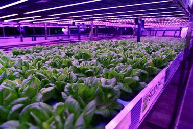 Trang trại "khủng" không cần đất mỗi ngày thu hoạch 15 tạ rau