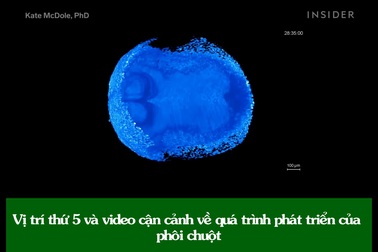 “Mãn nhãn” với những thước phim ấn tượng nhất về thế giới tí hon