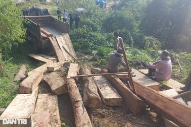 Kỷ luật nhiều kiểm lâm, cán bộ bảo vệ để xảy ra chặt phá rừng