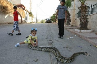 Nuôi trăn làm thú cưng