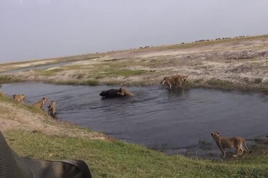 Bị đàn sư tử vây bắt, trâu rừng lợi dụng địa hình trốn thoát khó tin