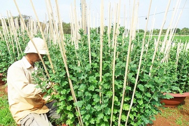 Lao đao vì hoa Tết