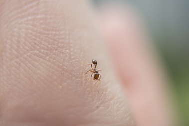 Kiến lửa độc Trung Quốc đe dọa Nhật Bản