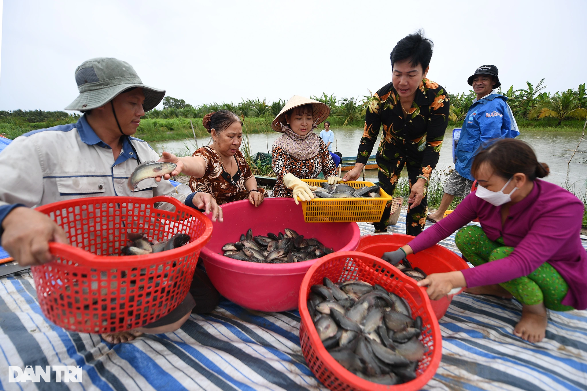 Thạc sĩ nông dân ở Cà Mau thu bạc tỷ nhờ ươm cây giống và nuôi cá rô đồng - 9 Thạc sĩ nông dân ở Cà Mau thu bạc tỷ nhờ ươm cây giống và nuôi cá rô đồng - 9