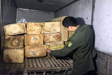 Bắt ô tô vận chuyển trái phép gỗ pơ mu tại Lâm Đồng