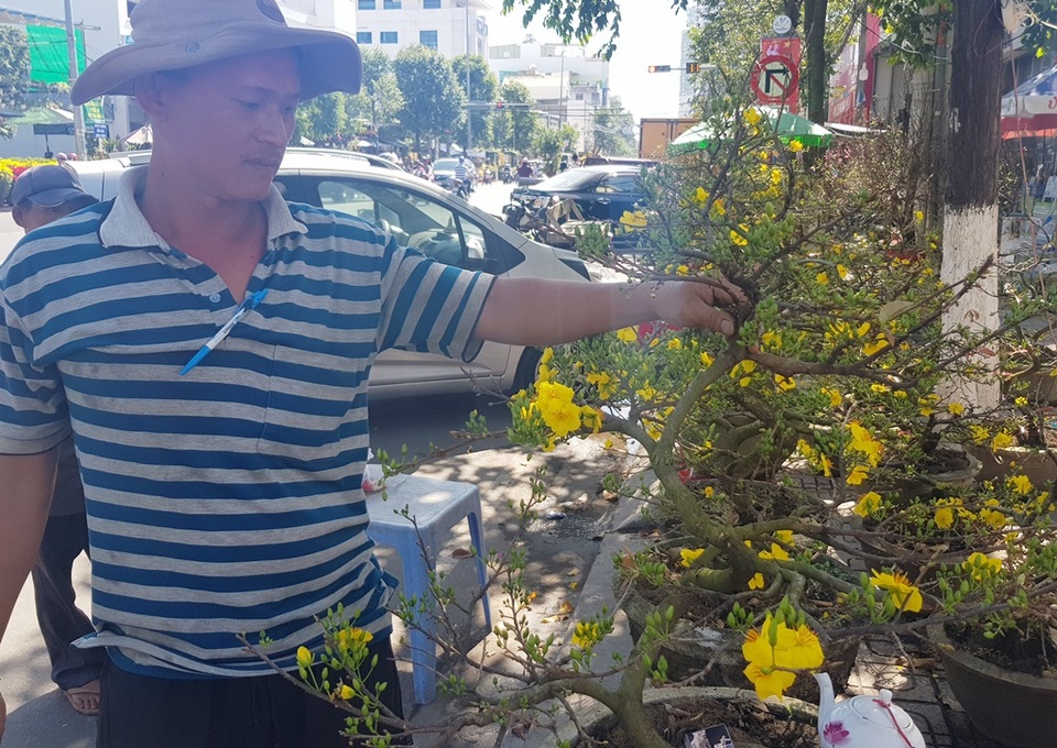 Khánh Hòa: Mai vàng An Nhơn “ngóng” khách, người mua ít người xem nhiều - 3 Khánh Hòa: Mai vàng An Nhơn “ngóng” khách, người mua ít người xem nhiều - 3