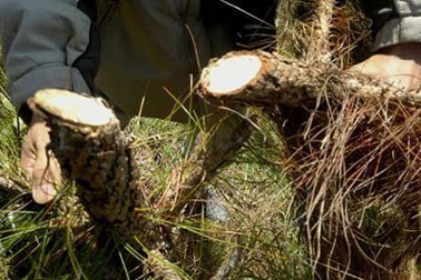 Hàng trăm cây thông bị 'xẻ thịt' ở rừng phòng hộ 