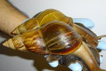 2 người tử vong sau khi nhậu với ốc bươu