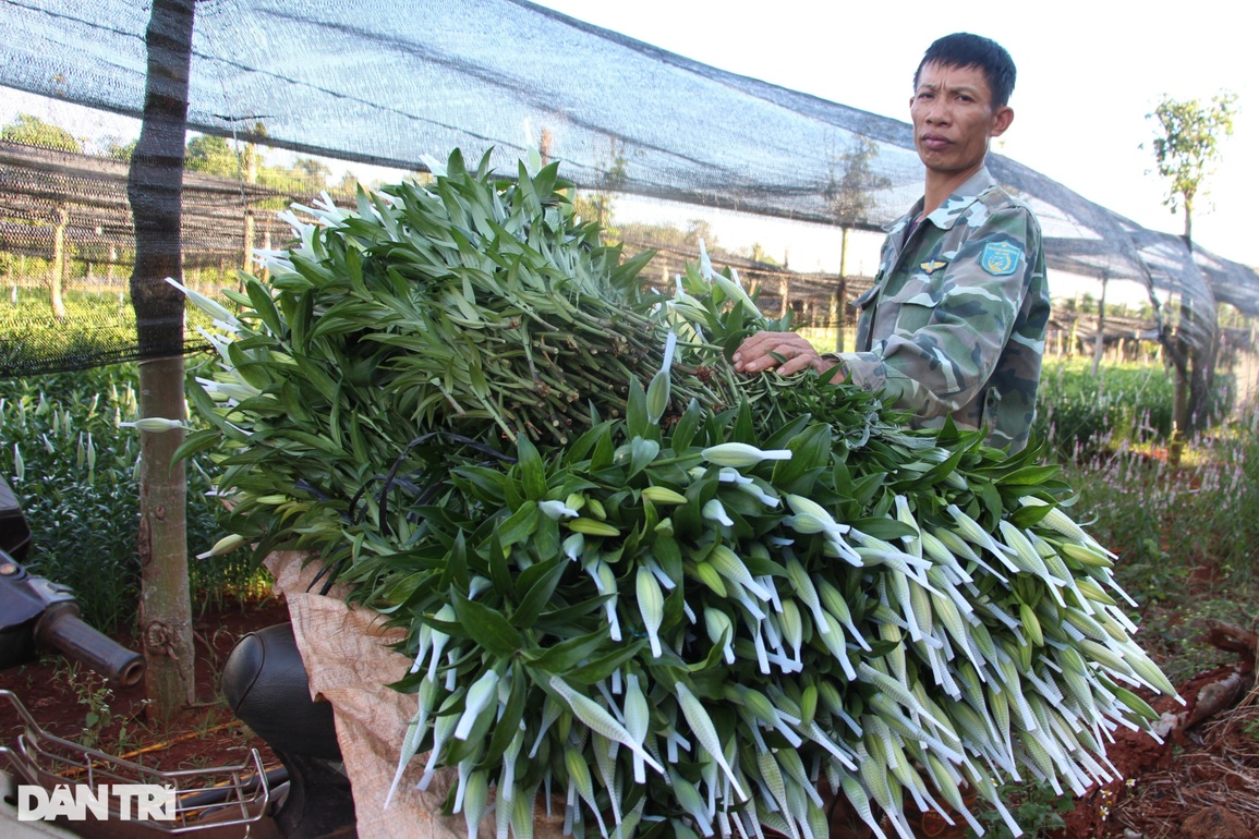 Hoa ly tiên khoe sắc xuân trên cao nguyên - 8 Hoa ly tiên khoe sắc xuân trên cao nguyên - 8
