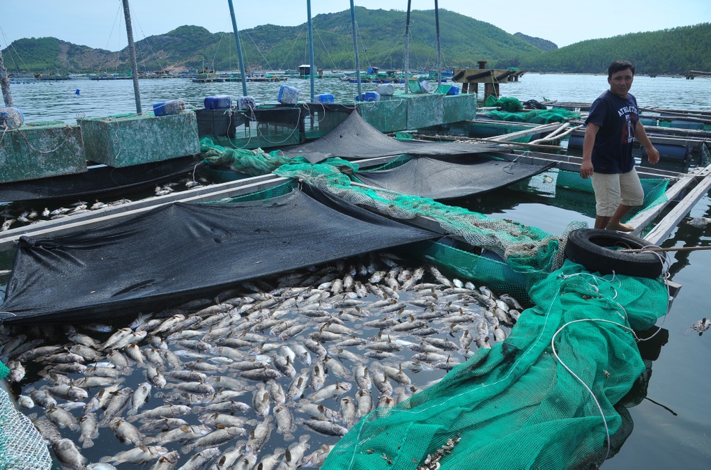 30 tấn cá nuôi có giá trị cao bỗng dưng chết hàng loạt ở Phú Yên