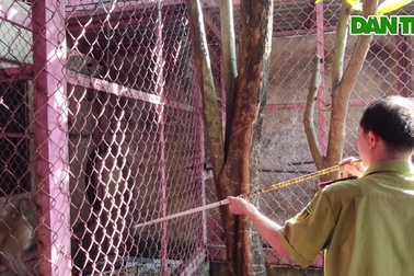 Kiểm lâm "thổi phi tiêu" thu phục đàn khỉ ở TPHCM