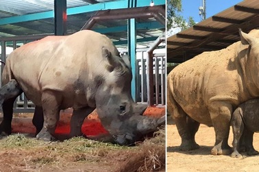 Những thú non bán hoang dã sinh ở Vinpearl Safari ngày ấy và bây giờ