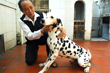 Bi hài đại gia bán chó, người nghèo cầm cố ... răng 