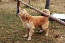 Chó dại cắn 3 người ở Cà Mau