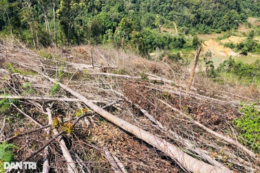 Vụ triệt hạ rừng xanh: Đang củng cố hồ sơ để khởi tố