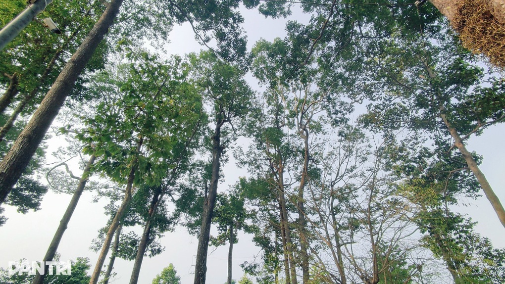 Chiêm ngưỡng cây dầu khủng 200 năm tuổi trên ngọn núi ở An Giang - 1