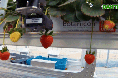 "Choáng" với cỗ máy khổng lồ thu hoạch 80.000m2 dâu tây trong 3 ngày