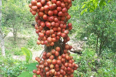 Xốn xang mùa dâu đất ở Quảng Nam