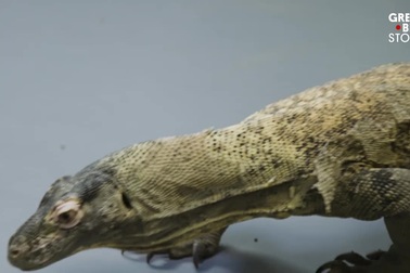 Loài rồng duy nhất đang tồn tại, có nước bọt siêu độc gây chết người