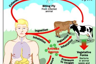 3 con đường lây nhiễm bệnh than