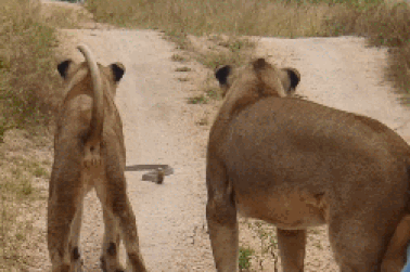 Cái kết bất ngờ của cuộc chạm trán giữa sư tử, thằn lằn và rắn hổ mang