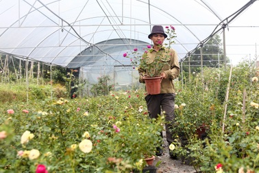 Bỏ phố về quê trồng hoa hồng, 8x thu 300 triệu đồng mỗi năm