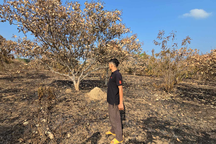 Công an vào cuộc điều tra vụ vườn điều sắp thu hoạch bị cháy rụi ở Đắk Lắk