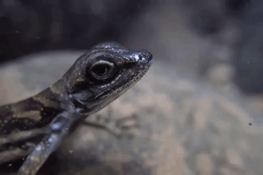 Thằn lằn tiến hóa dị thường để thở dưới mặt nước