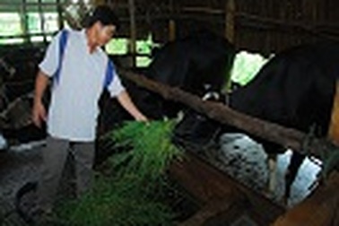 Làm giàu từ bò sữa